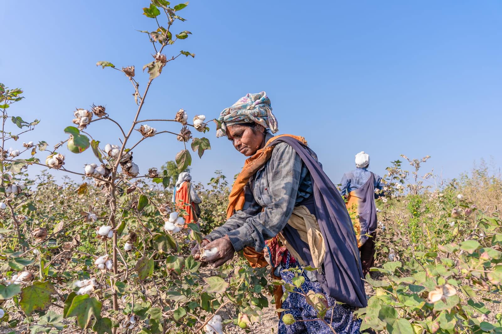 Cotton pickers at work in a cotton field