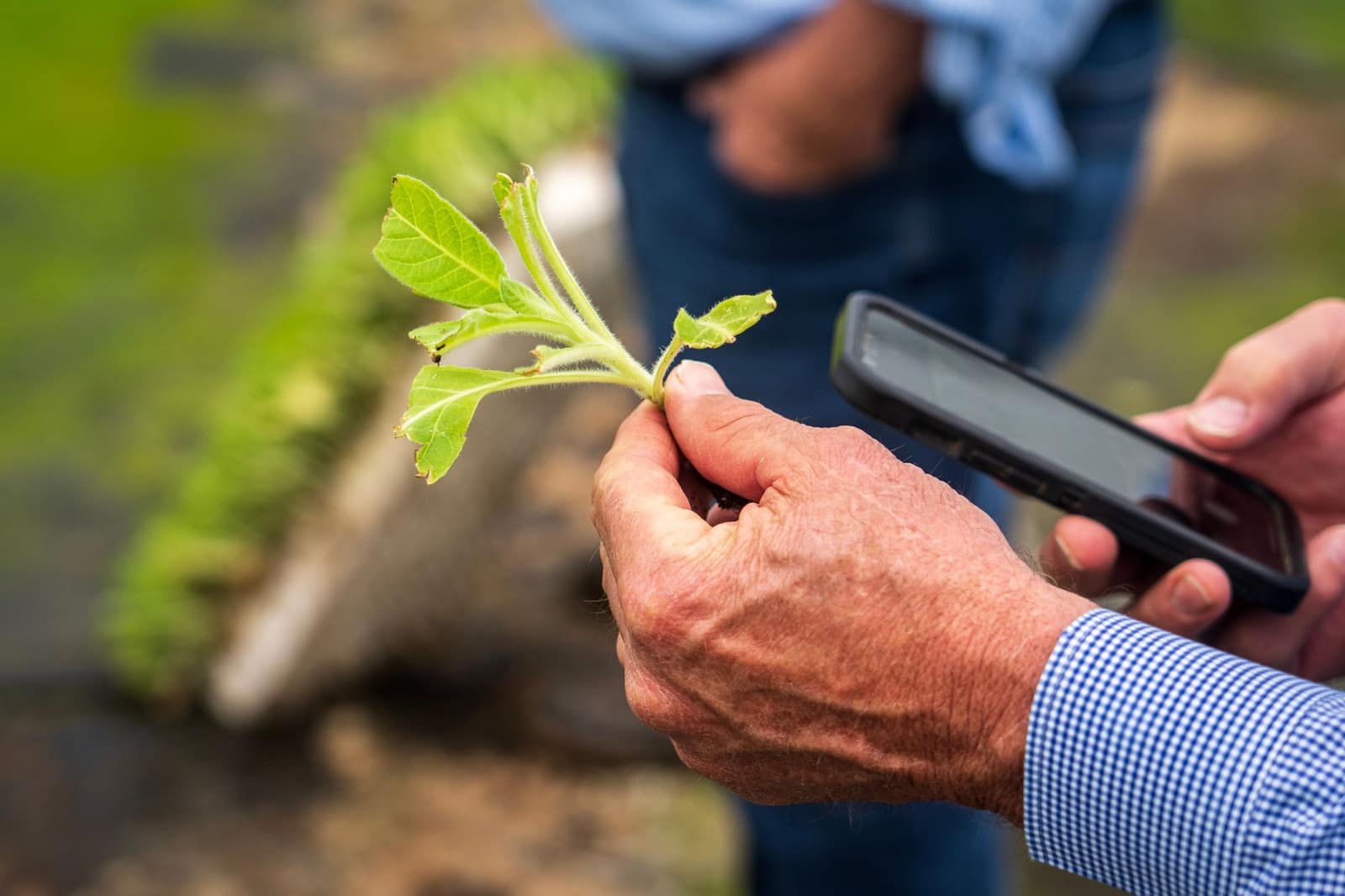 A field officer examining a young plant while recording notes on a phone