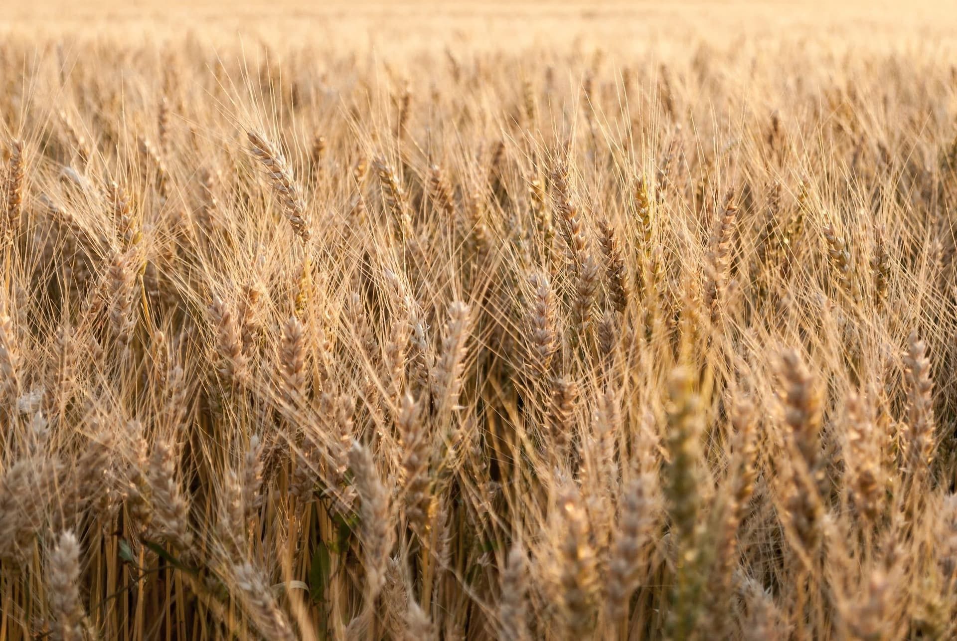 Golden wheat ears catching first light before harvest