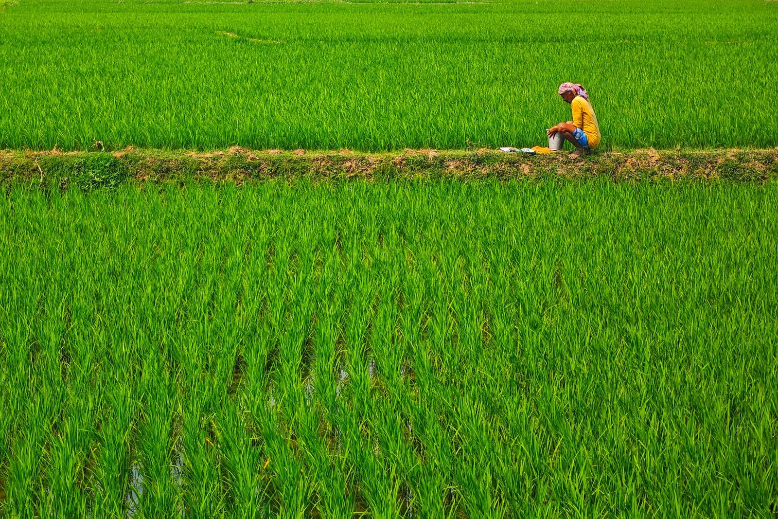 A farmer tending a flat green rice paddy in South Asia