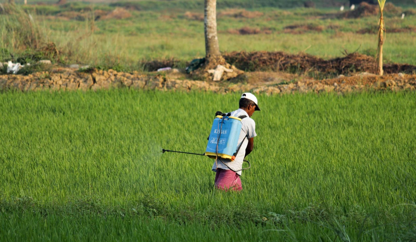 Insecticides
