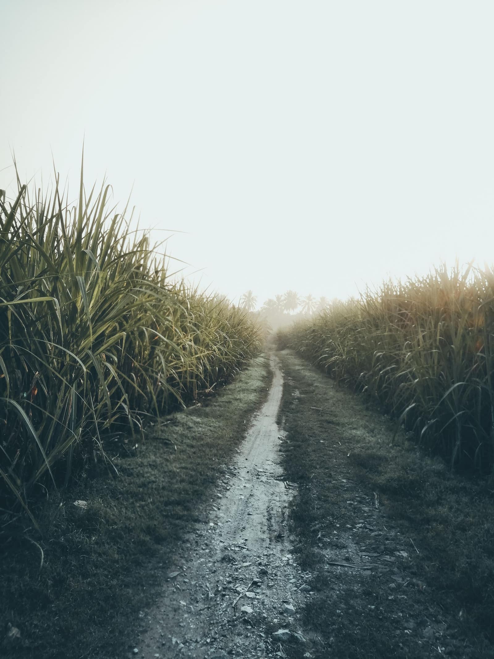 A farm track between tall sugarcane fields