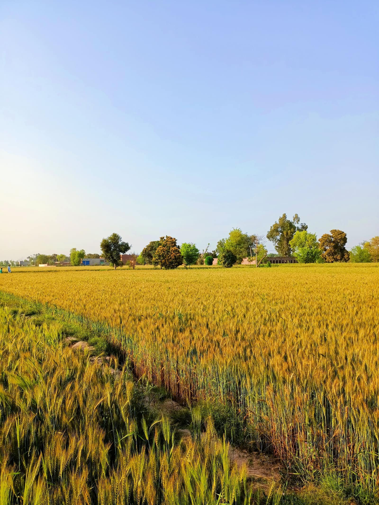 Wheat ready for harvest beside a Punjab village